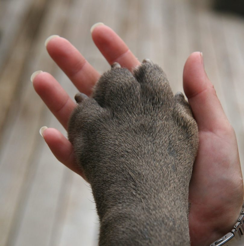 9 tips for taking care of your dog’s paws