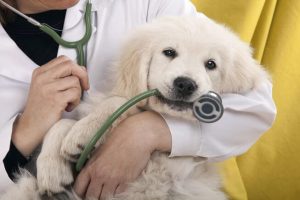 dog care insurance