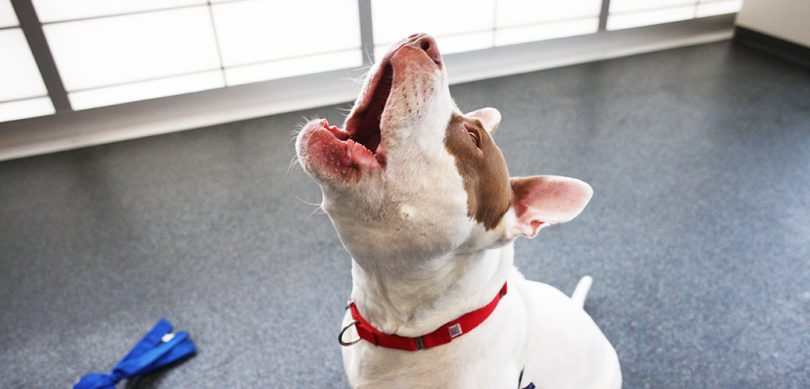 dog barking jingle bells