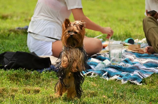 Dog insurance and pet insurance for dogs are essential for any responsible pet owner. It is important to make sure your dog is covered in an emergency, and to consider the cost of dog health insurance when making a decision. One way to ensure your dog is getting the proper nutrition is by choosing health dog food and best dog food brands, such as Blue Buffalo dog food, Farmers Dog, and using a dog DNA test. Additionally, consider dog training classes near me to help keep your dog well-behaved and obedient. Care Credit for Dogs is also great to help pay for unexpected veterinary bills. A dog park is also a great place to take your dog to play and socialize; a smiling dog is a sign of a well-cared-for pet. If you're looking for high-quality dog food, try The Farmers Dog, which offers personalized and fresh meals for your furry friend.