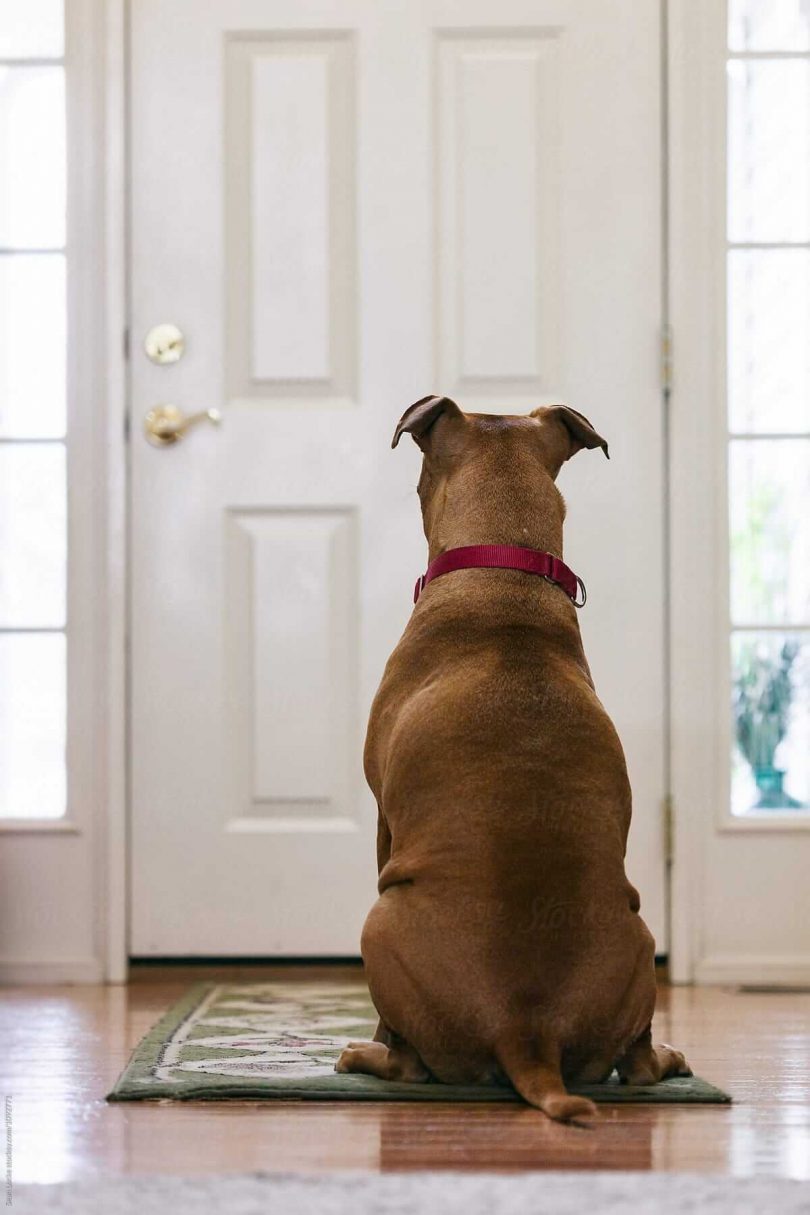 calm canines dog training