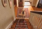 dog training without clicker