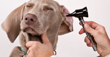 Top 6 Tips to Prevent Health Problems in Dogs