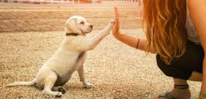 5 Simple Dog Training Tips That Will Change Your Dogs In No Time!