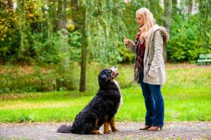 easy to train dog breeds