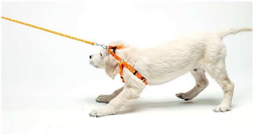 pack leader plus - pack leader training