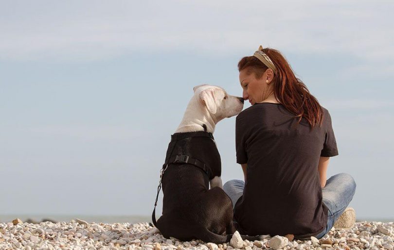 dog health insurance usaa