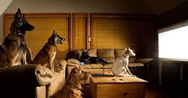 dog home insurance