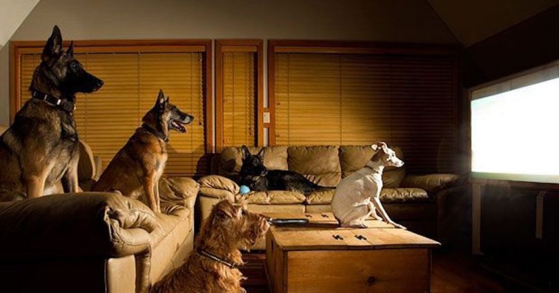 dog home insurance