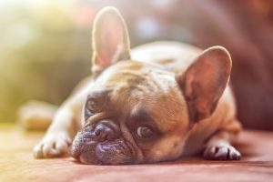 homeowners insurance without dog breed restrictions