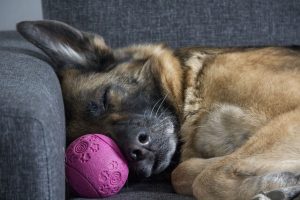 homeowners insurance without dog breed restrictions