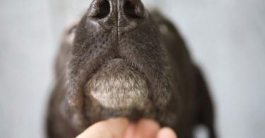 Top 5 Most Common Dog Health Problems