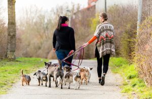 What Makes A Person A Great Dog Walker and Where Do You Find Them