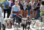 What Makes A Person A Great Dog Walker and Where Do You Find Them