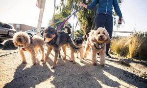 What Makes A Person A Great Dog Walker and Where Do You Find Them