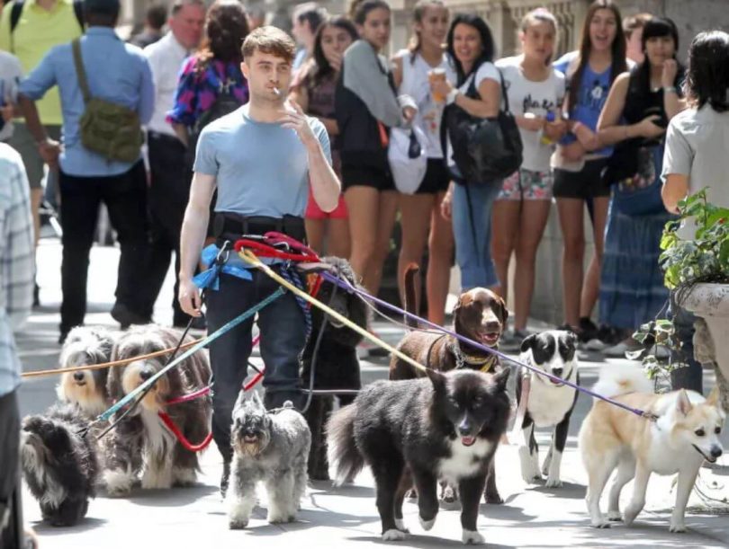 What Makes A Person A Great Dog Walker and Where Do You Find Them