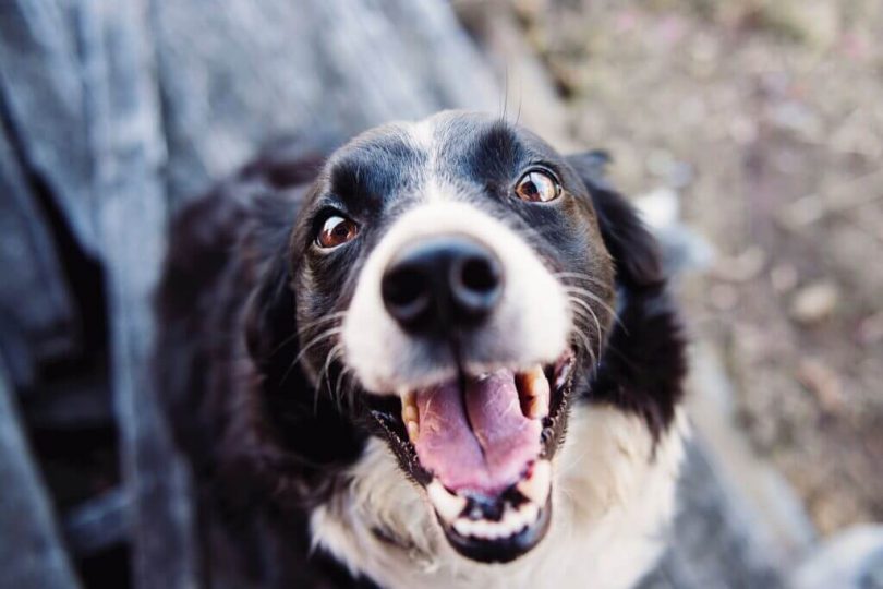 how often dog teeth cleaning