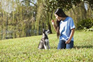 5 Tips For Training Your Puppy Not To Bite