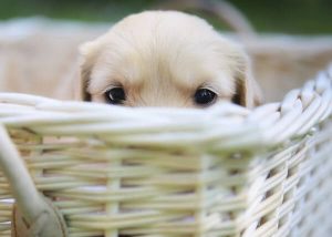 5 Tips For Training Your Puppy Not To Bite