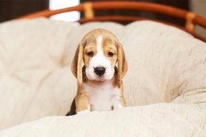 5 Tips For Training Your Puppy Not To Bite