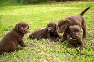 5 Tips For Training Your Puppy Not To Bite