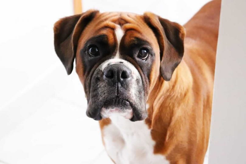 swarovski crystal dog