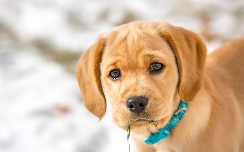 dog health insurance