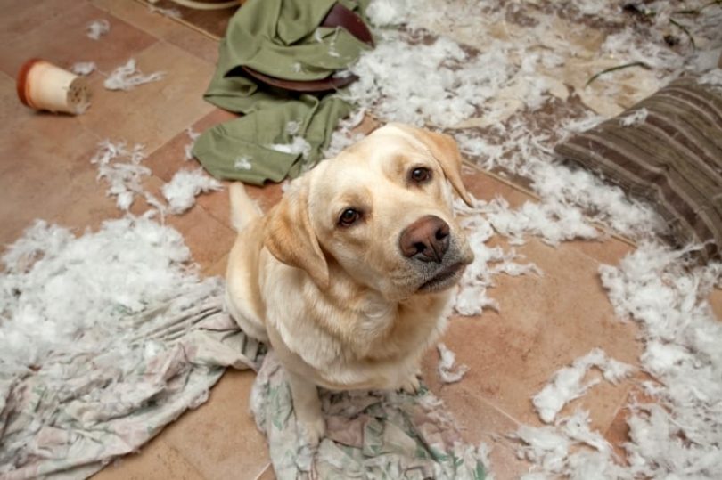 homeowners insurance without dog breed restrictions