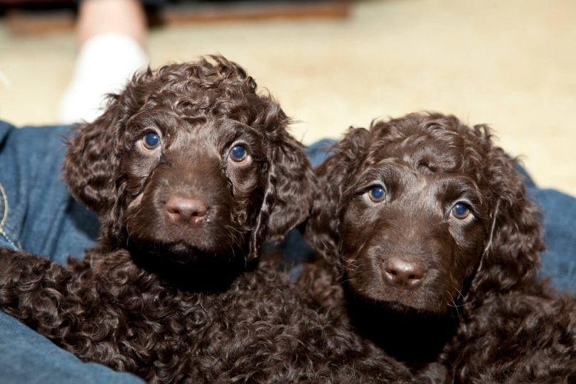 dog health insurance