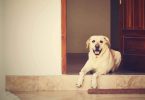 national detector dog training center