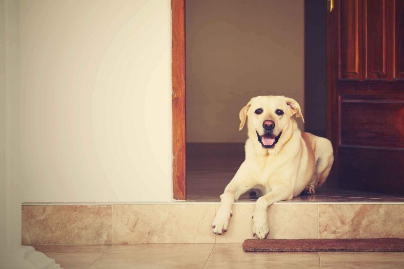 national detector dog training center