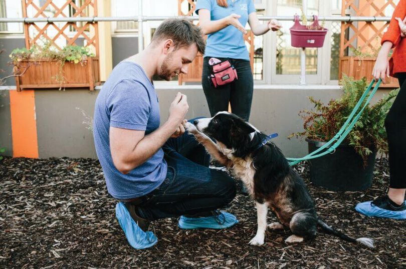 instinct dog behavior
