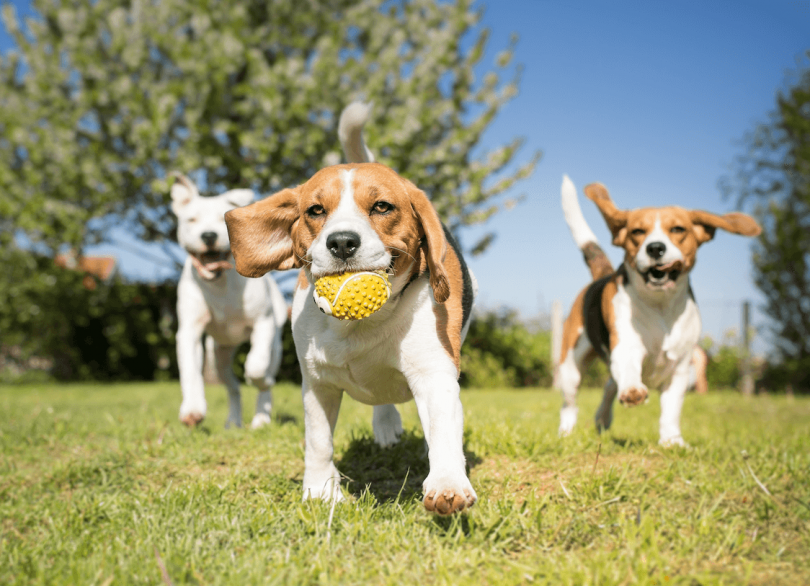 dog health insurance usaa