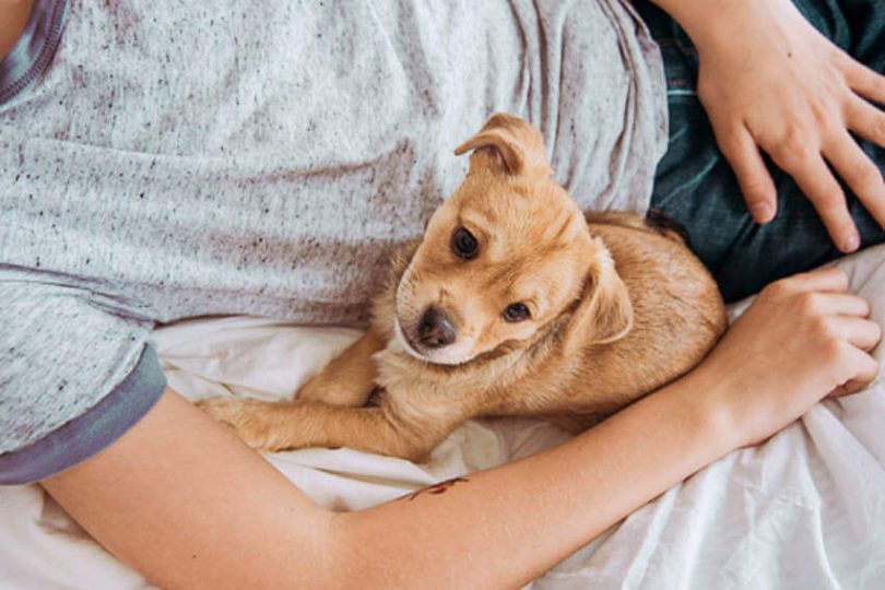 tofu pups vs smart dogs