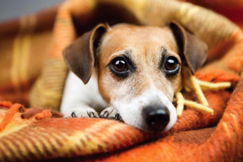 dog health insurance