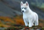 tofu pups vs smart dogs