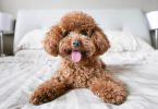 dog health insurance usaa