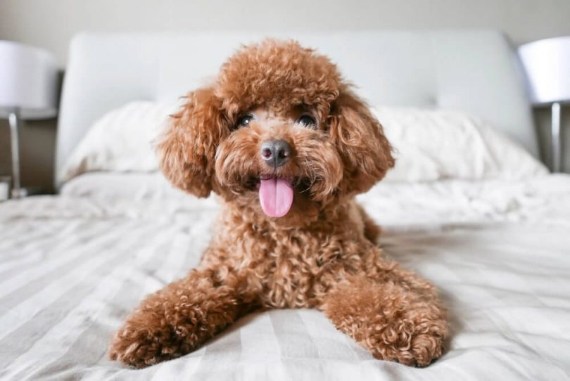 dog health insurance usaa