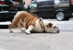 dog health insurance