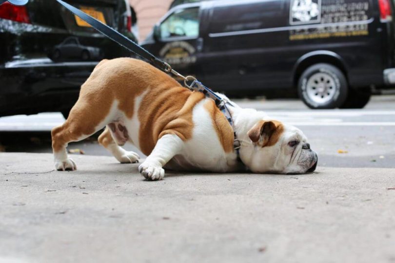 dog health insurance