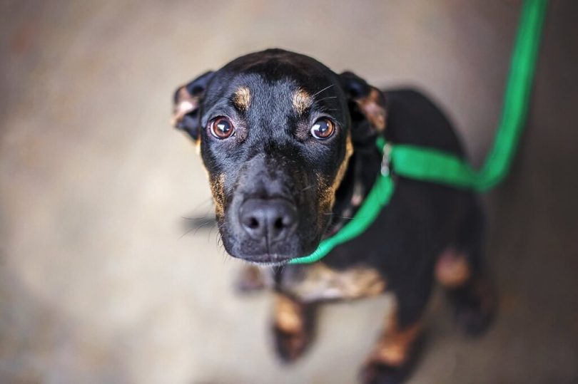 dog health insurance