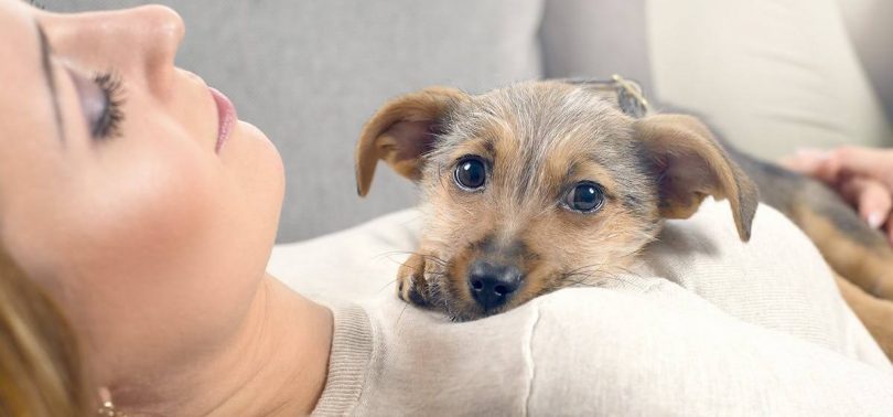 is smoke bad for dogs