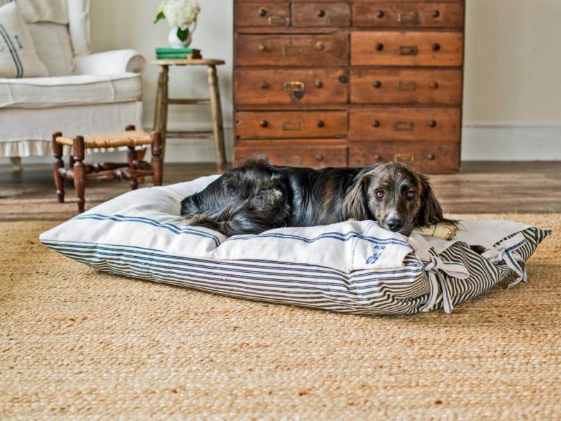 busy dog basement technologies