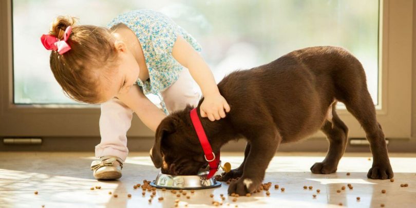 treat a pet dog bed