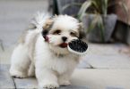 barkers dog groomers