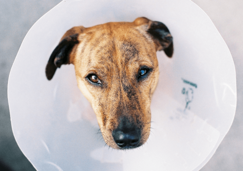 allergy immune supplement for dogs