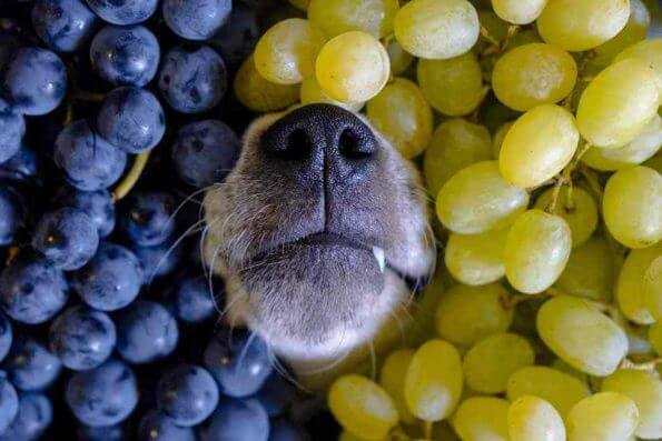 cães podem comer nozes pili 