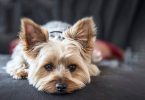 does usaa renters insurance cover pet damage