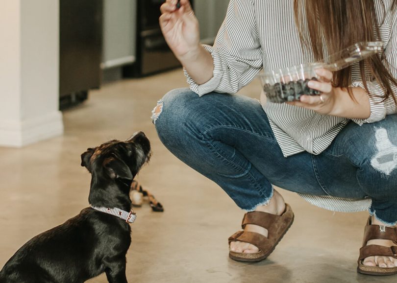 wild earth dog treats