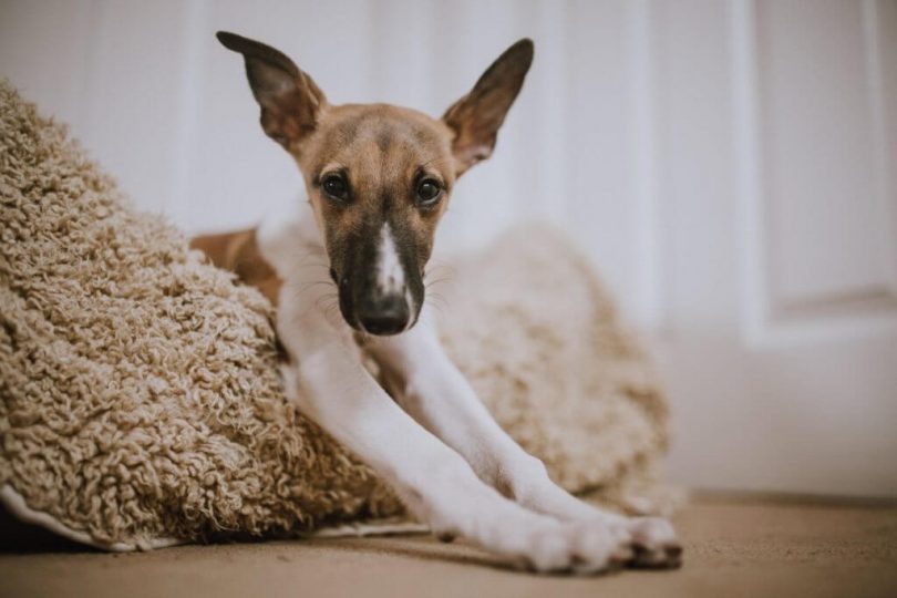 busy dog basement technologies reviews